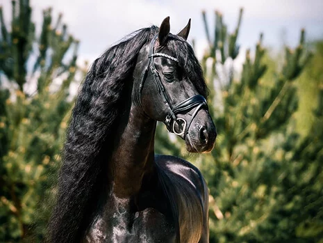 l'étalon Frison Bartele 472 une gravure et un parfait modèle pour nos poulains Frisons