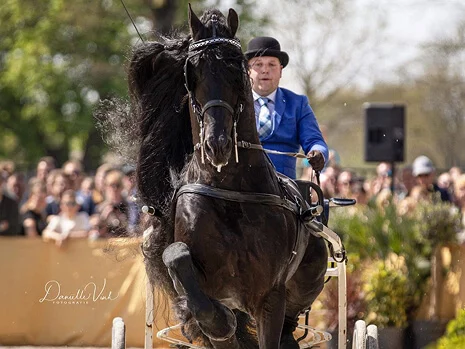 l'étalon Frison Bartele 472 brille par ses capacités sportives en attelage