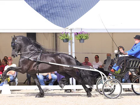 le superbe étalon Frison Bartele 472 en compétition d'attelage