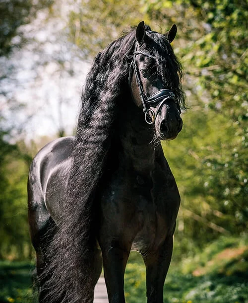 l'étalon Frison Bartele 472 reconnu par le studbook hollandais comme reproducteur Frison agréé