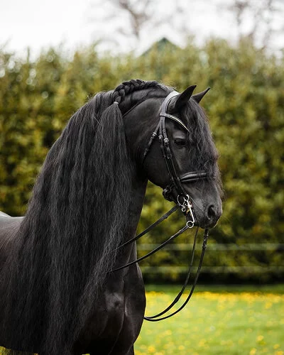 Nous avons choisi l'étalon Frison Bartele 472 pour nos poulains Frisons du Manoir