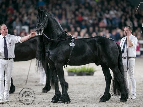 l'étalon Frison Beart 411 reconnu par le studbook hollandais comme reproducteur Frison agréé