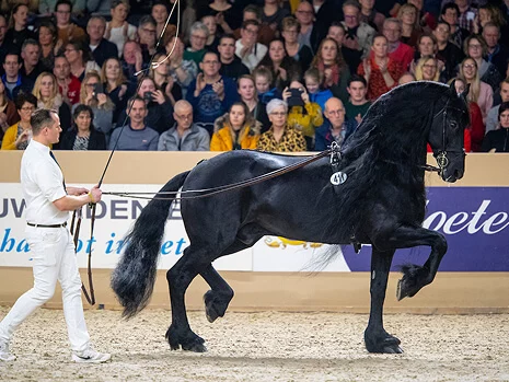 Beart 411 un étalon Frison aux allures aériennes
