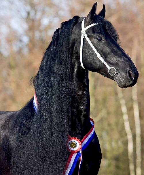 l'étalon Frison Beart 411 primé pour sa beauté