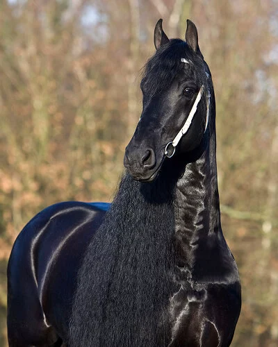 Nous avons choisi l'étalon Frison Beart 411 pour nos poulains Frisons du Manoir