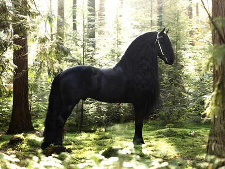 le superbe étalon Frison Boet 516 pour nos poulains Frisons