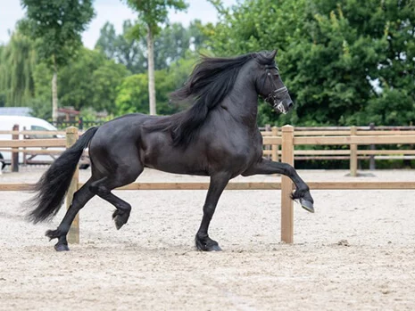 Boet 516 est un étalon Frison avec de belles aptitudes physiques