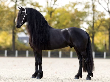 Boet 516 est un étalon Frison splendide que nous avons choisi pour être le père de nos poulains Frisons