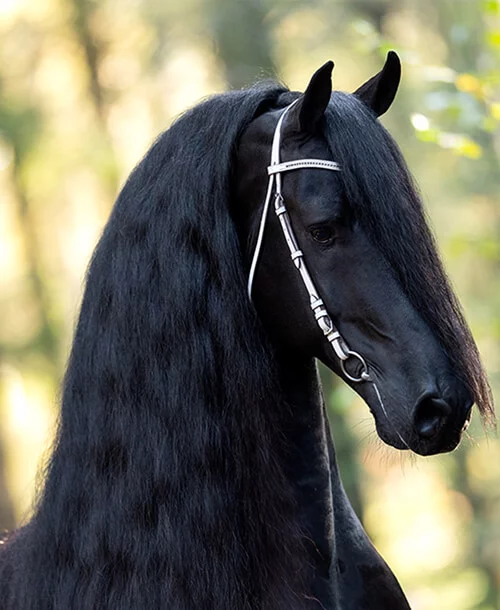 l'étalon Frison Boet 516 un modèle plein de charisme