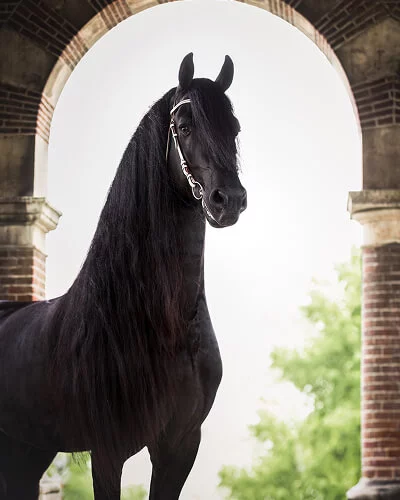 Boet 516 etalon frison père des poulains Frisons du Manoir