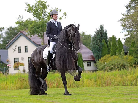 Elias 494 étalon Frison inscrit au studbook hollandais