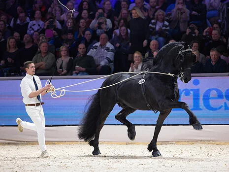 Elias 494 un étalon Frison aux allures aérienne grand favori des hollandais