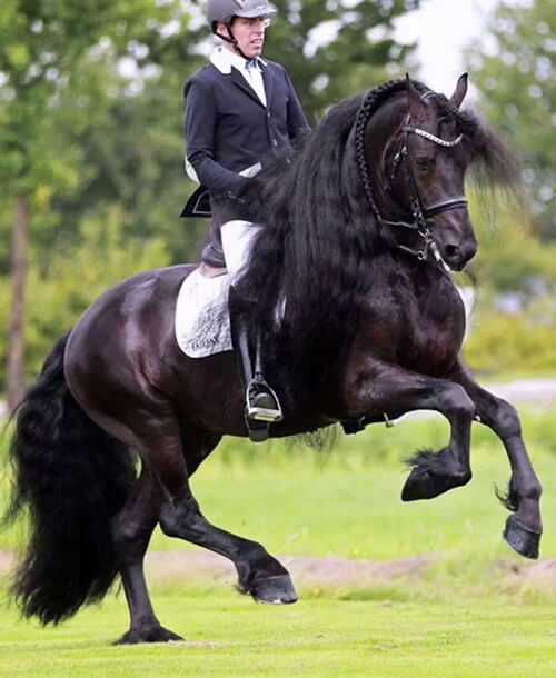 Elias 494 un étalon aux qualités remarquables pour nos poulains Frisons