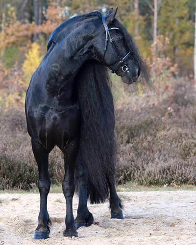 Elias 494 etalon frison père des poulains Frisons du Manoir