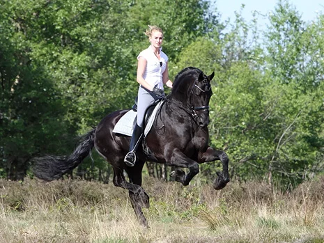 Tsjalle 454 étalon frison reconnu au studbook hollandais