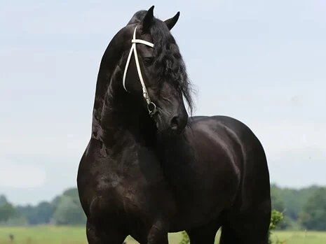 le magnifique étalon Frison Tsjalle 454 comme père des poulains Frisons du Manoir