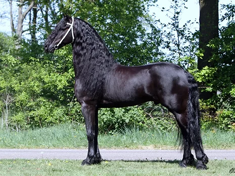 découvrir l'étalon frison Tsjalle 454