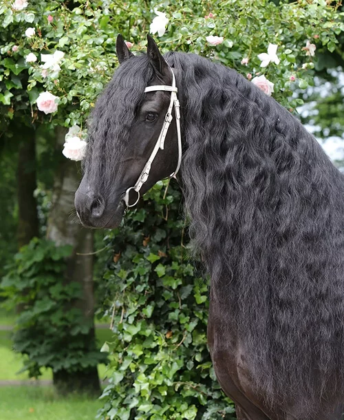 Tsjalle 454 étalon frison