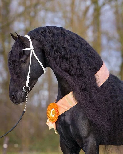 Tsjalle 454 etalon frison père des poulains Frisons du Manoir