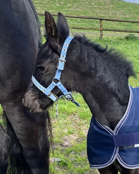 notre pouliche Amy du Manoir une future poulinière Frison de choix pour nos poulains Frisons
