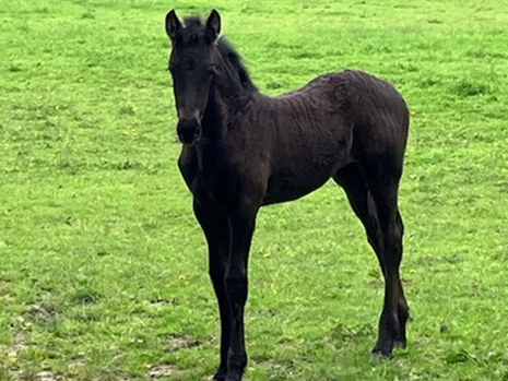 Amy du Manoir pouliche frison née à la maison en Normandie