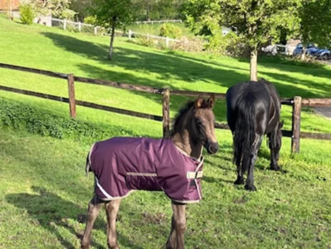 notre jolie pouliche Ariane du Manoir née chez nous en Normandie