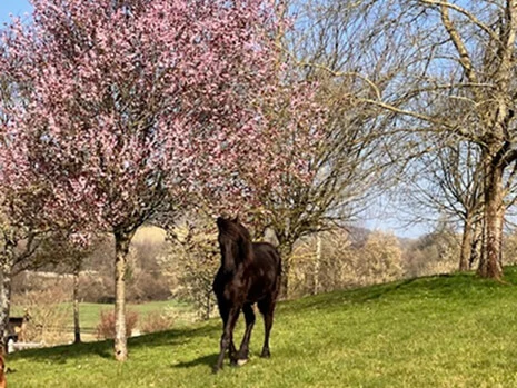 Ariane du Manoir pouliche Frison plein papier en Normandie