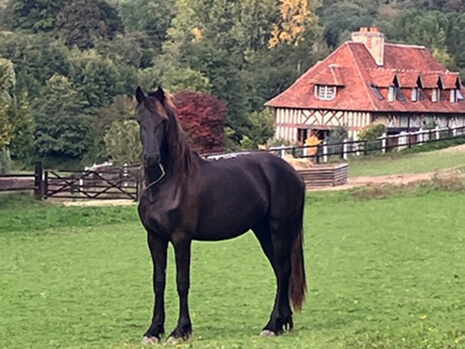Ariane du Manoir pouliniere frison dans le Calvados près de Lisieux