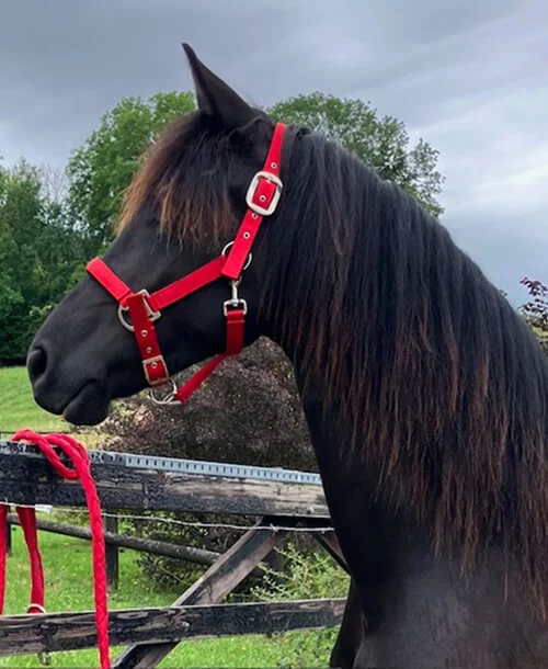 notre future poulinière Tamaris du Manoir douce et calme pour des poulains Frisons bien dans leur tête