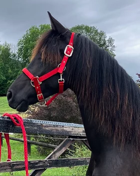 notre pouliche Tamaris du Manoir une future poulinière Frison de choix pour nos poulains Frisons