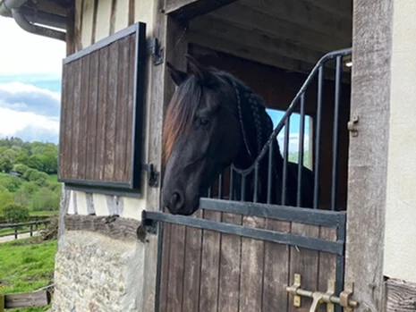 notre jolie pouliche Tamaris du Manoir née chez nous en Normandie