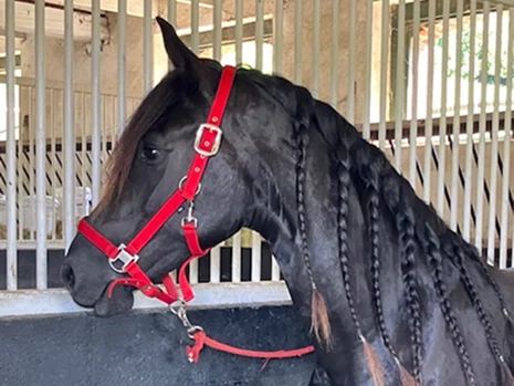 Tamaris du Manoir pouliche Frison née dans le Calvados