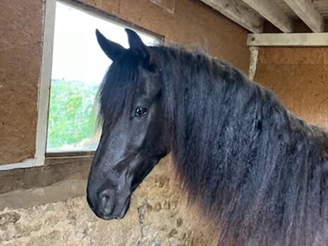 Tamaris du Manoir pouliche Frison plein papier