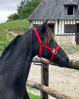 Vranken du Manoir pouliche Frison plein papier en Normandie