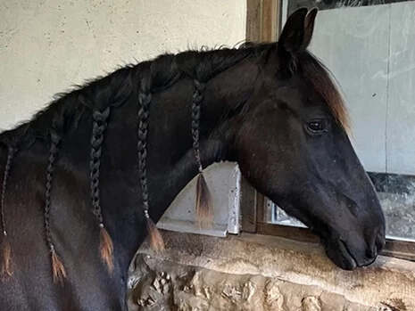 notre poulinière Frison Vranken du Manoir