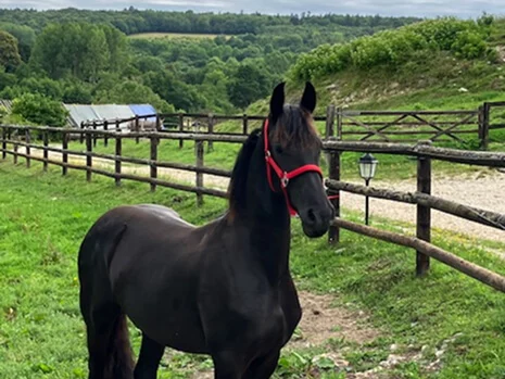 Vranken du Manoir une belle jument Frison pour nos poulains Frisons en Normandie