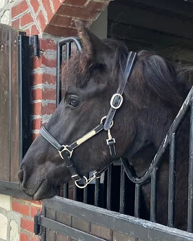 notre pouliche Yelena du Manoir une future poulinière Frison de choix pour nos poulains Frisons