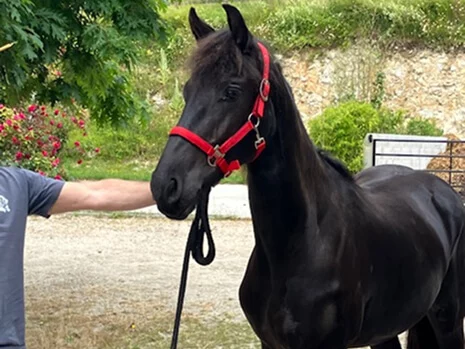 notre jolie pouliche Yelena du Manoir née chez nous en Normandie