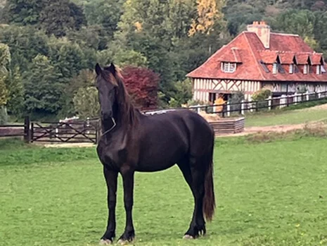 Yelena du Manoir poulinière Frison au coeur du pays d'Auge dans le Calvados