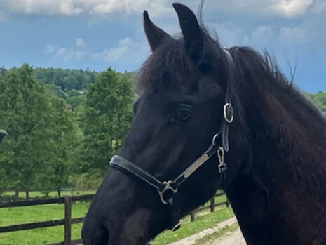 Yelena du Manoir pouliche Frison plein papier en Normandie