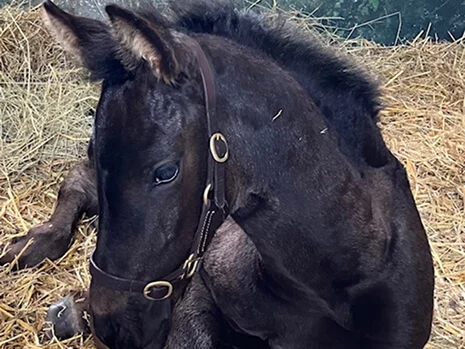 notre jolie pouliche Yza du Manoir née chez nous en Normandie