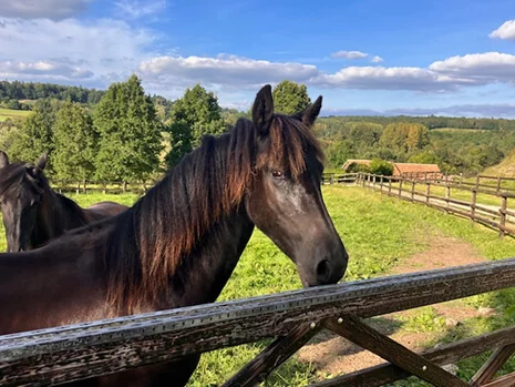 Yza du Manoir pouliniere frison en Normandie