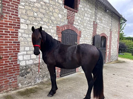 Yza du Manoir pouliniere frison en Normandie au coeur du Pays d'Auge