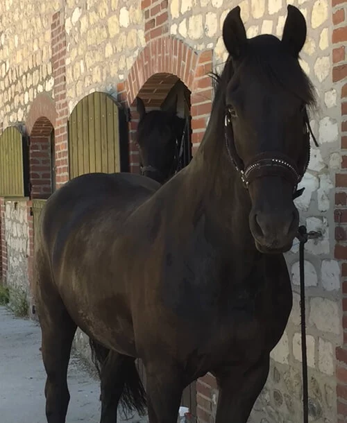 notre poulinière Athéna du Manoir douce et calme pour des poulains Frisons bien dans leur tête