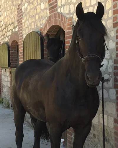 notre jument Athena du Manoir une poulinière Frison de choix pour nos poulains Frisons