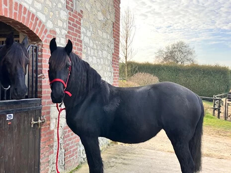 Athena du Manoir pouliniere frison en Normandie