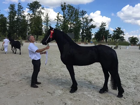 Athena du Manoir pouliniere frison primée pour sa beauté en championnats de France