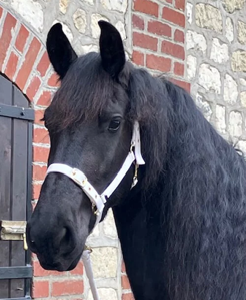 Notre jument Frison Irynke du Manoir une jument calme et douce pour des poulains Frisons bien dans leur tête