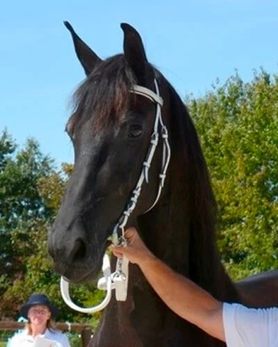 Notre belle jument Frison Irynke du Manoir en concours de Modèles et Allures