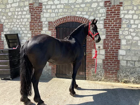 Irynke du Manoir pouliniere frison de notre élevage de chevaux frisons en Normandie